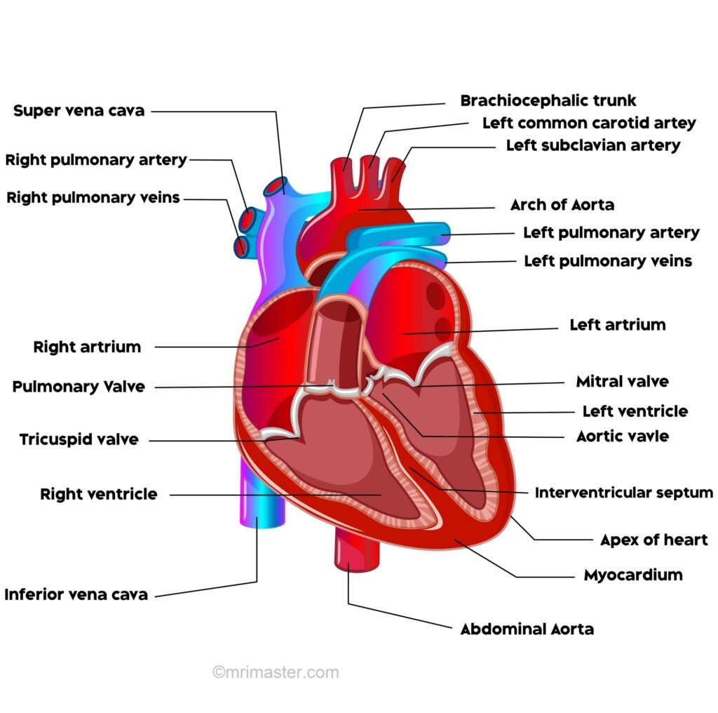Heart anatomy