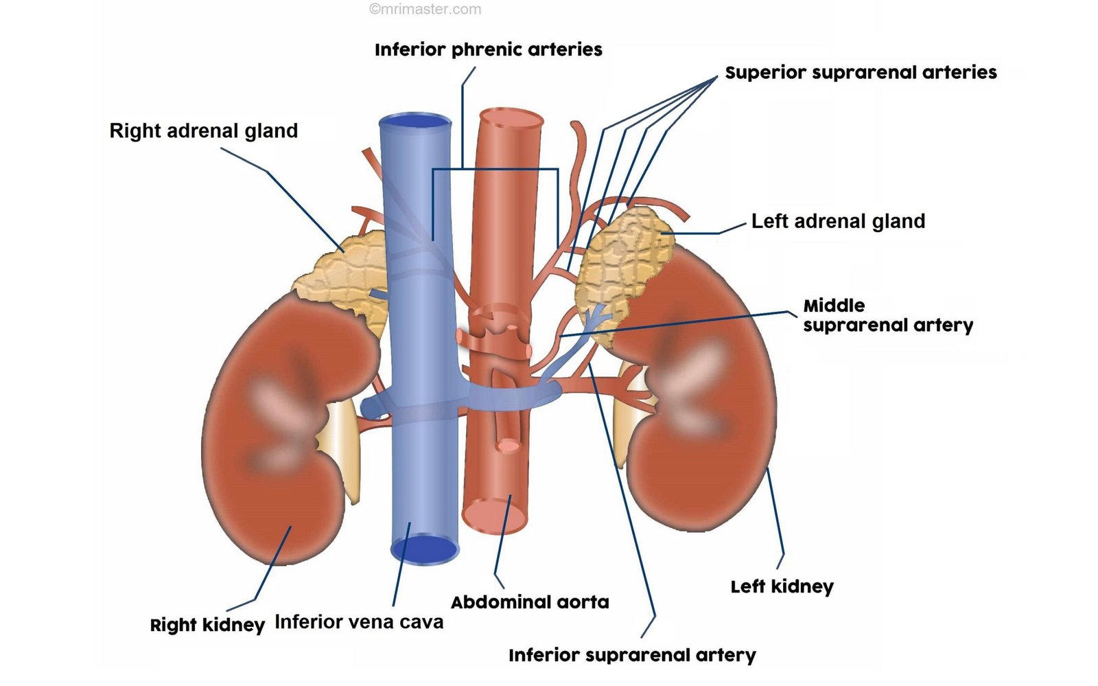 Kidneys and adrenal gland anatomy Kidneys and adrenal gland anatomy