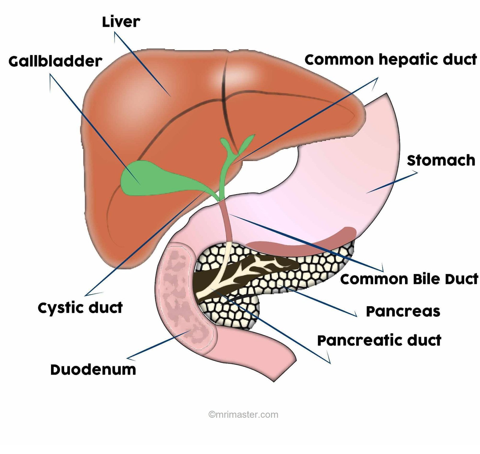 Liver,pancreas and biliary system anatomy image Liver,pancreas and biliary system anatomy image