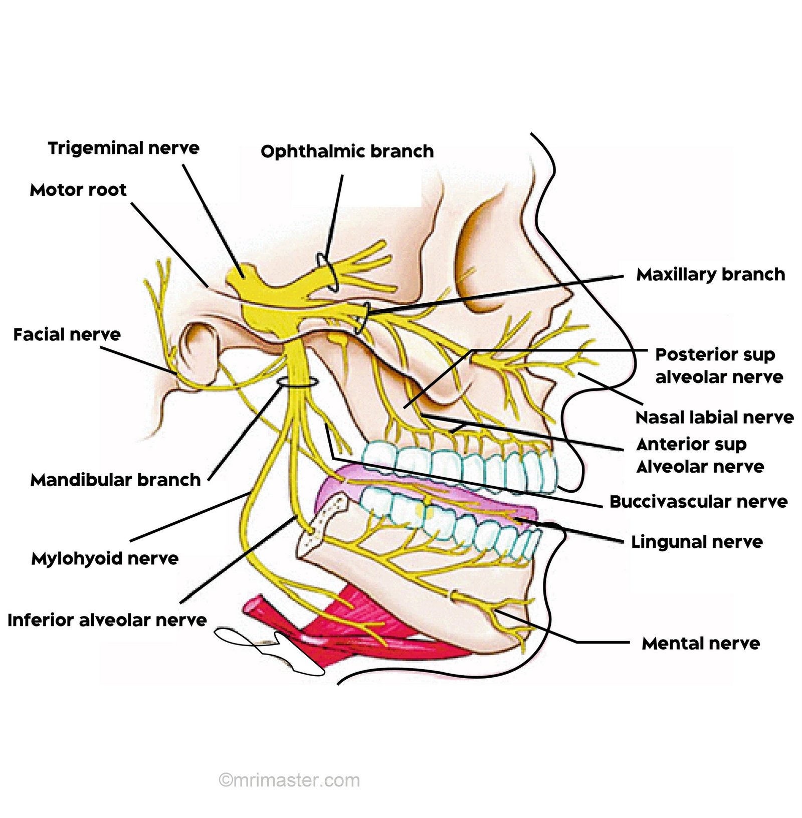 Trigeminal nerve anatomy pitcher Trigeminal nerve anatomy pitcher
