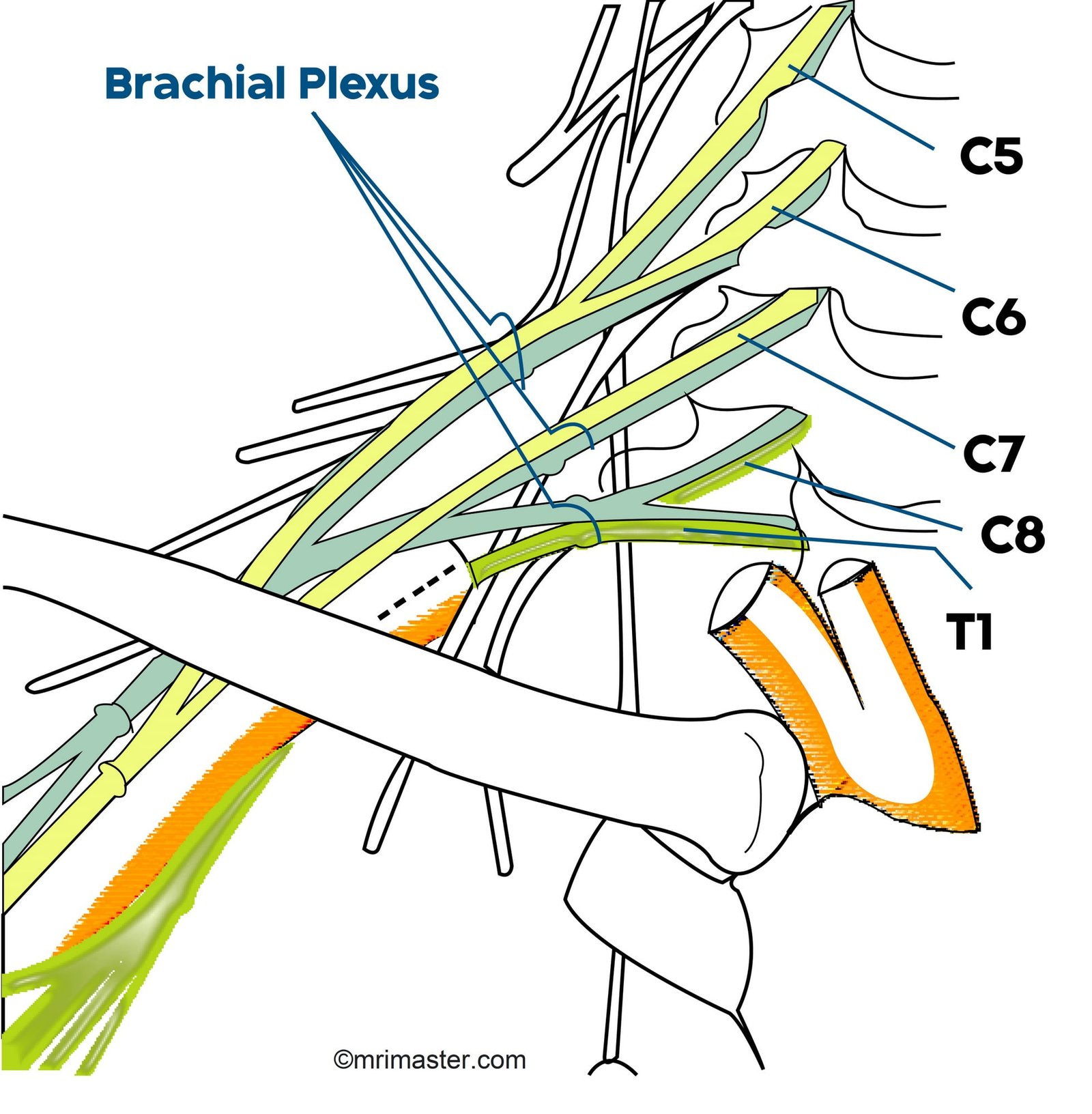 brachial plexus anatomy brachial plexus anatomy